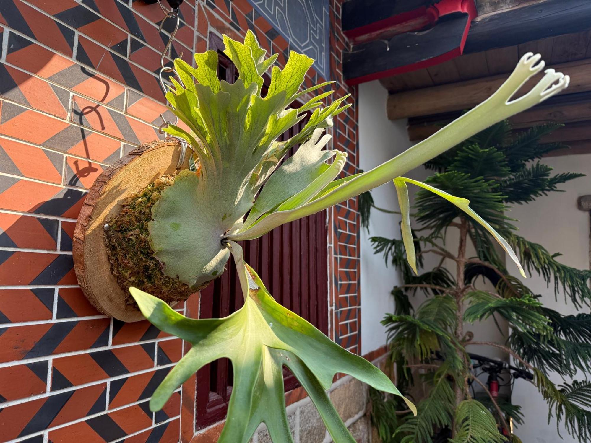Grace Homestay Jincheng Exteriör bild